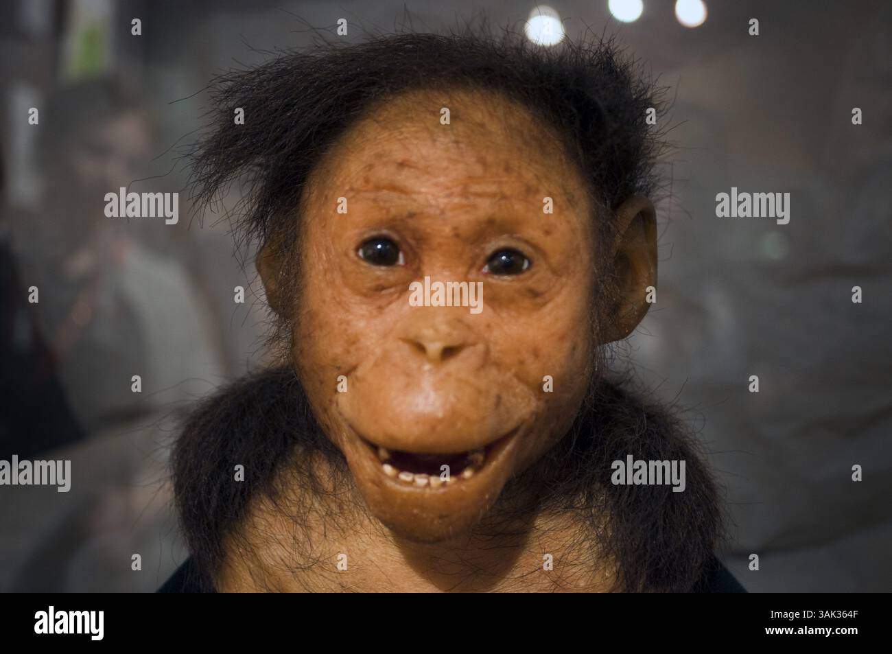 July 16, 2012 - Mauritius - The National Museum in Addis Abeba city, Etiopia. .The National Museum The National Museum is home to Lucy (Dinqnesh), probably the most famous skeleton of a hominid in the world. Found in 1974 at Hadar on the banks of the Awash, it was called Australopithecus Afariensis, it has more than three million years, the oldest hominid found to date. The museum also has an interesting collection of archeology and artifacts from the history of Ethiopia, as well as objects of art and culture. (Credit Image: © Sergi Reboredo via ZUMA Wire) Stock Photo