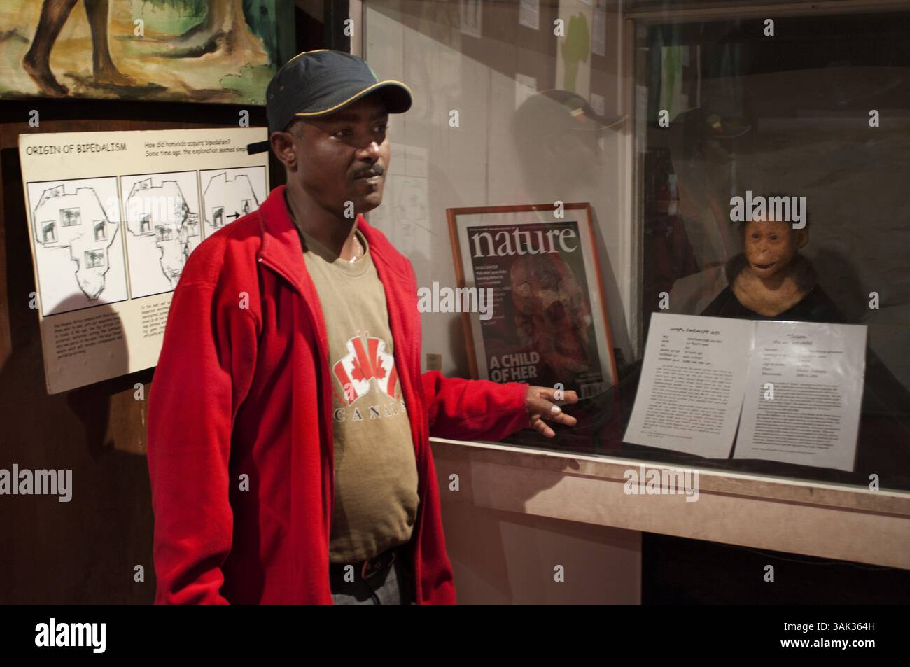 July 16, 2012 - Mauritius - The National Museum in Addis Abeba city, Etiopia. .The National Museum is home to Lucy (Dinqnesh), probably the most famous skeleton of a hominid in the world. Found in 1974 in Hadar, on the banks of the Awash, it was called Australopithecus Afariensis, has more than three million years, the oldest hominid found to date. The museum also has an interesting collection of archeology and artifacts from the history of Ethiopia, as well as objects of art and culture. (Credit Image: © Sergi Reboredo via ZUMA Wire) Stock Photo