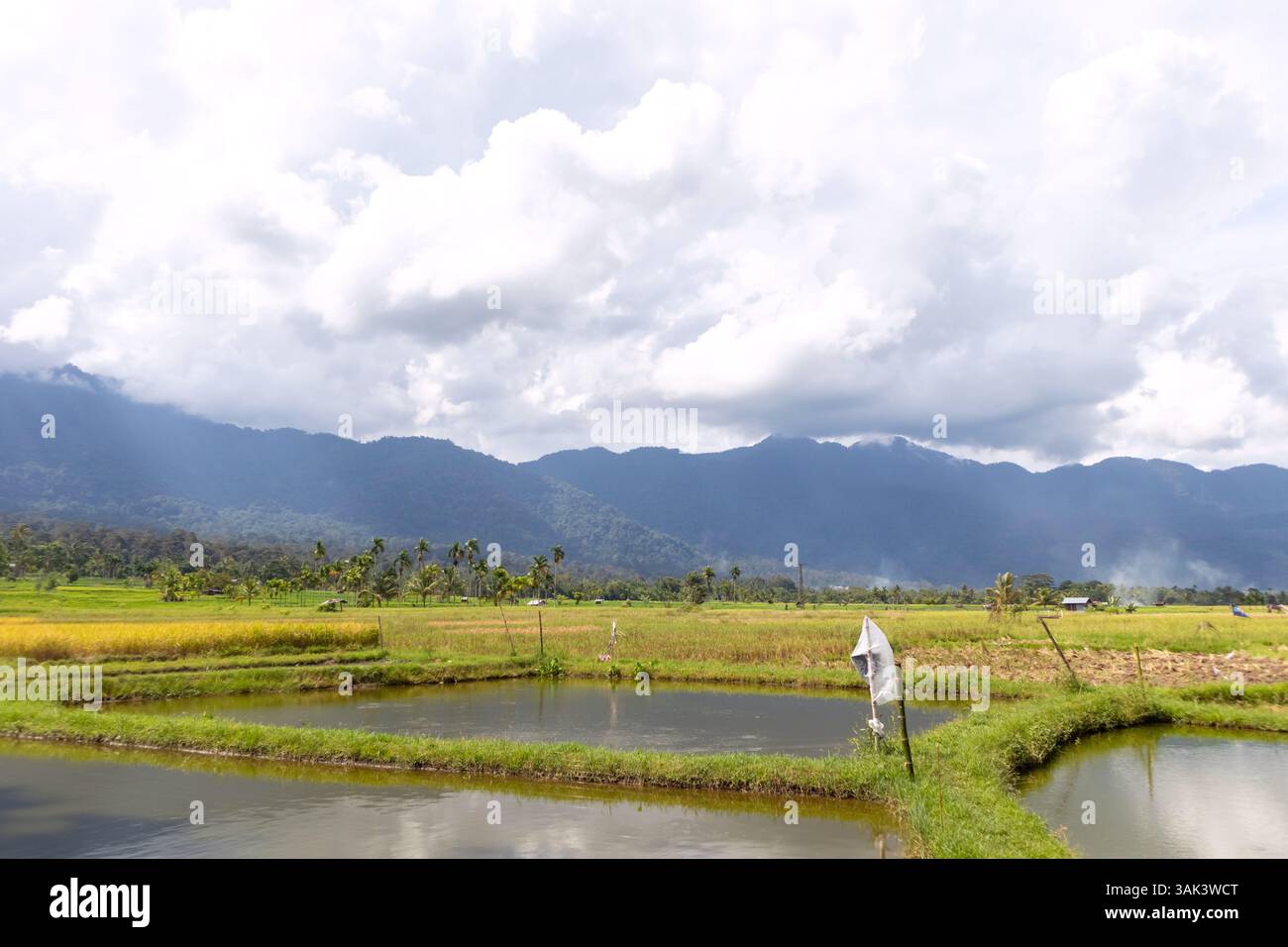 Traditional fish ponds in the middle of rice fields in a village Stock ...