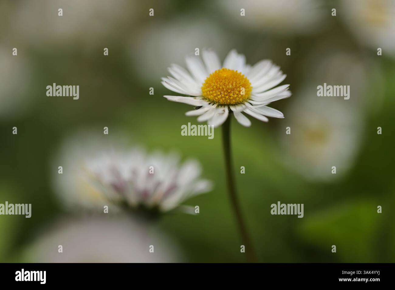 Spring daisies in the grass close up Stock Photo