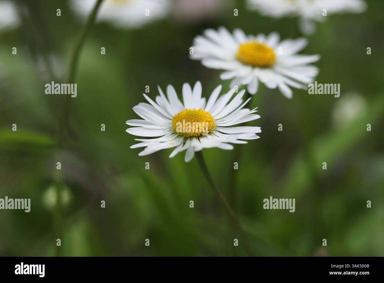 Spring daisies in the grass close up Stock Photo