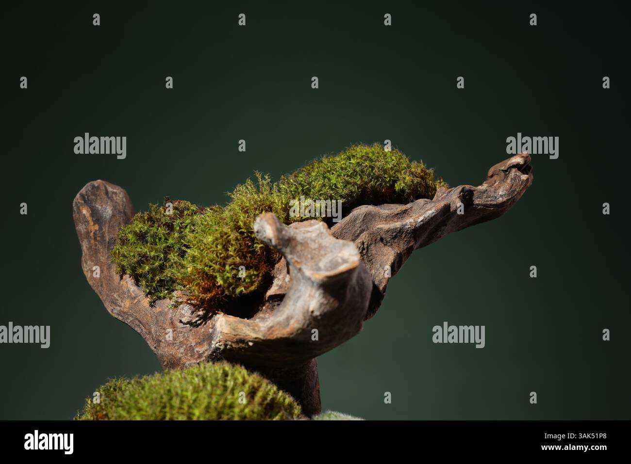 Northern natural composition with lichen, moss, branches and driftwood. High quality photo Stock Photo