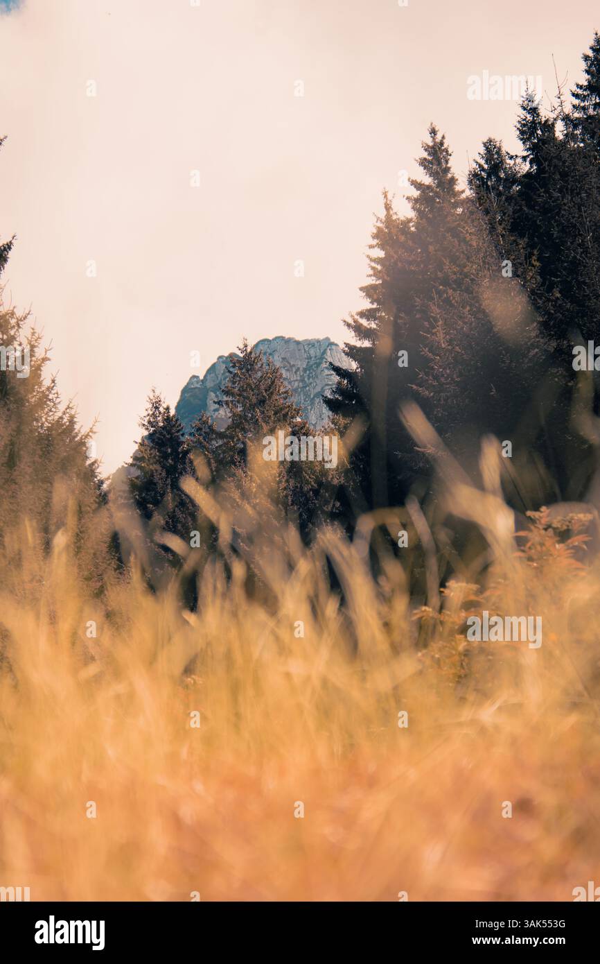 Serene forest meadow wildflowers hi-res stock photography and images ...