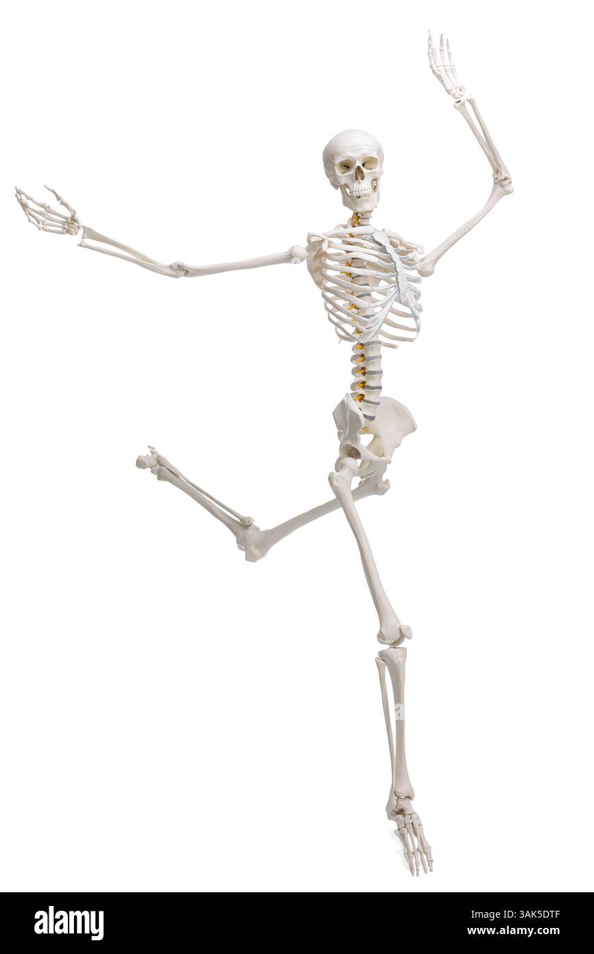 Artificial human skeleton model isolated on white Stock Photo - Alamy