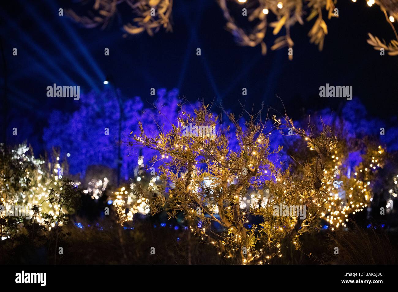 christmas lights on trees, in a park in Athens, Greece Stock Photo