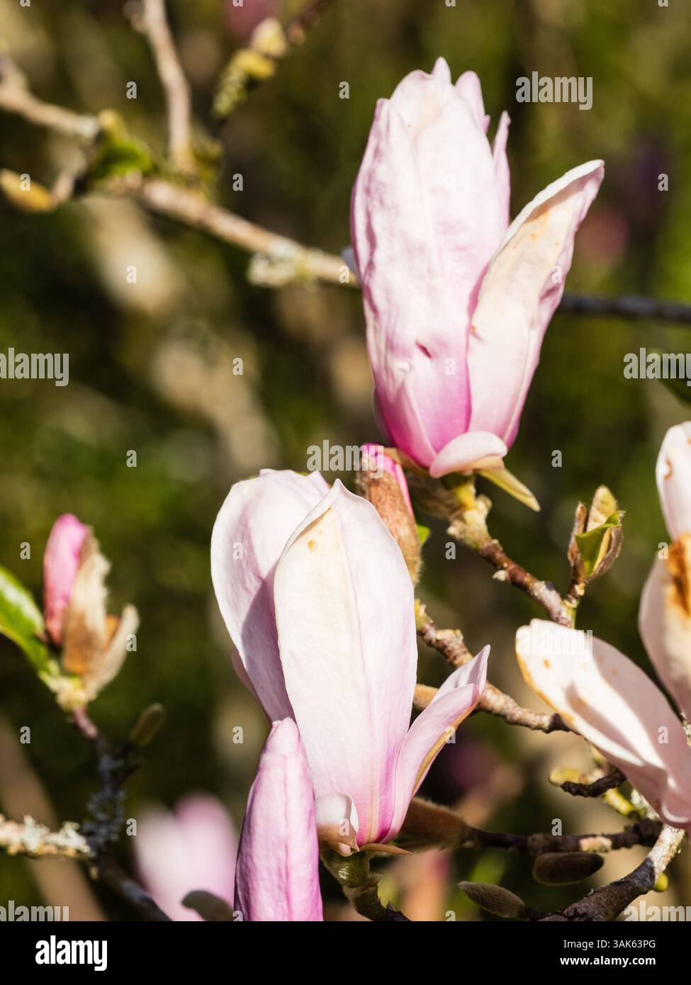 Pink and white spring flowers of the hardy small tree, Magnolia 'George ...