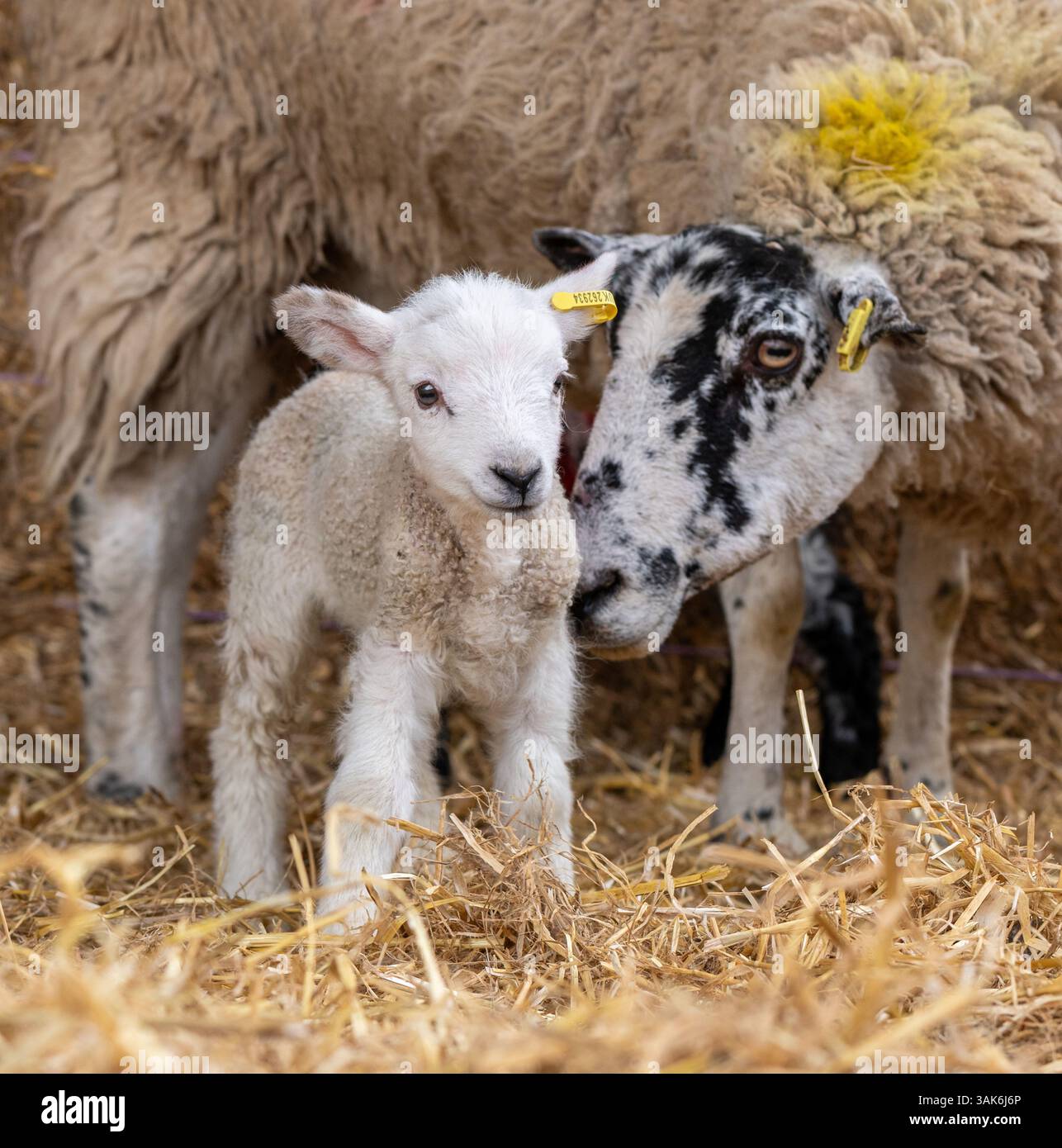 a-five-day-old-lamb-enjoy-the-sunny-april-weather-with-her-mother