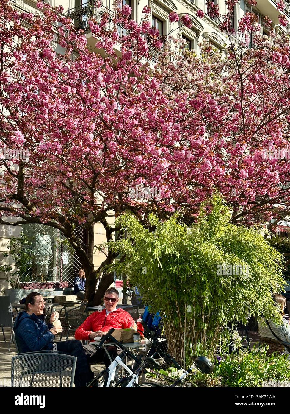 People sitting in a cafe under a blossoming cherry tree enjoying one of the first warm days of spring in Kreuzberg, Berlin - Smartphone Captured Stock Image