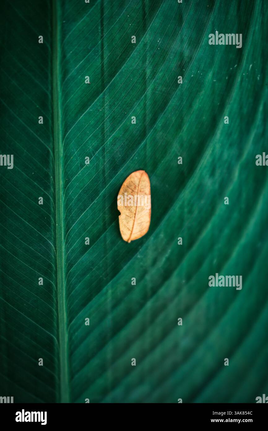 Tiny dry leaf falling on deep green leaf with vein textured Stock Photo