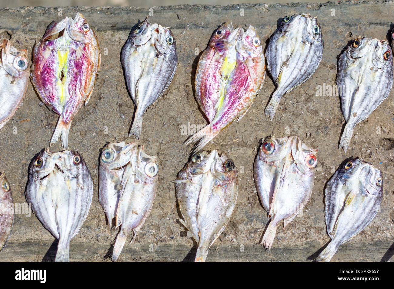 Fish being dried under the sun in Iloilo, Philippines, as part of ...