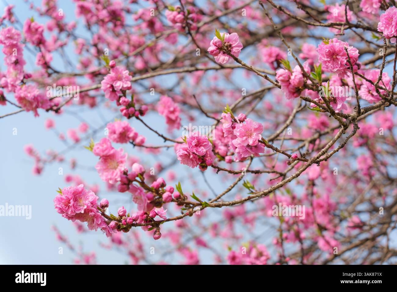 Pink color flower cherry blossom sakura during spring season in Japan ...