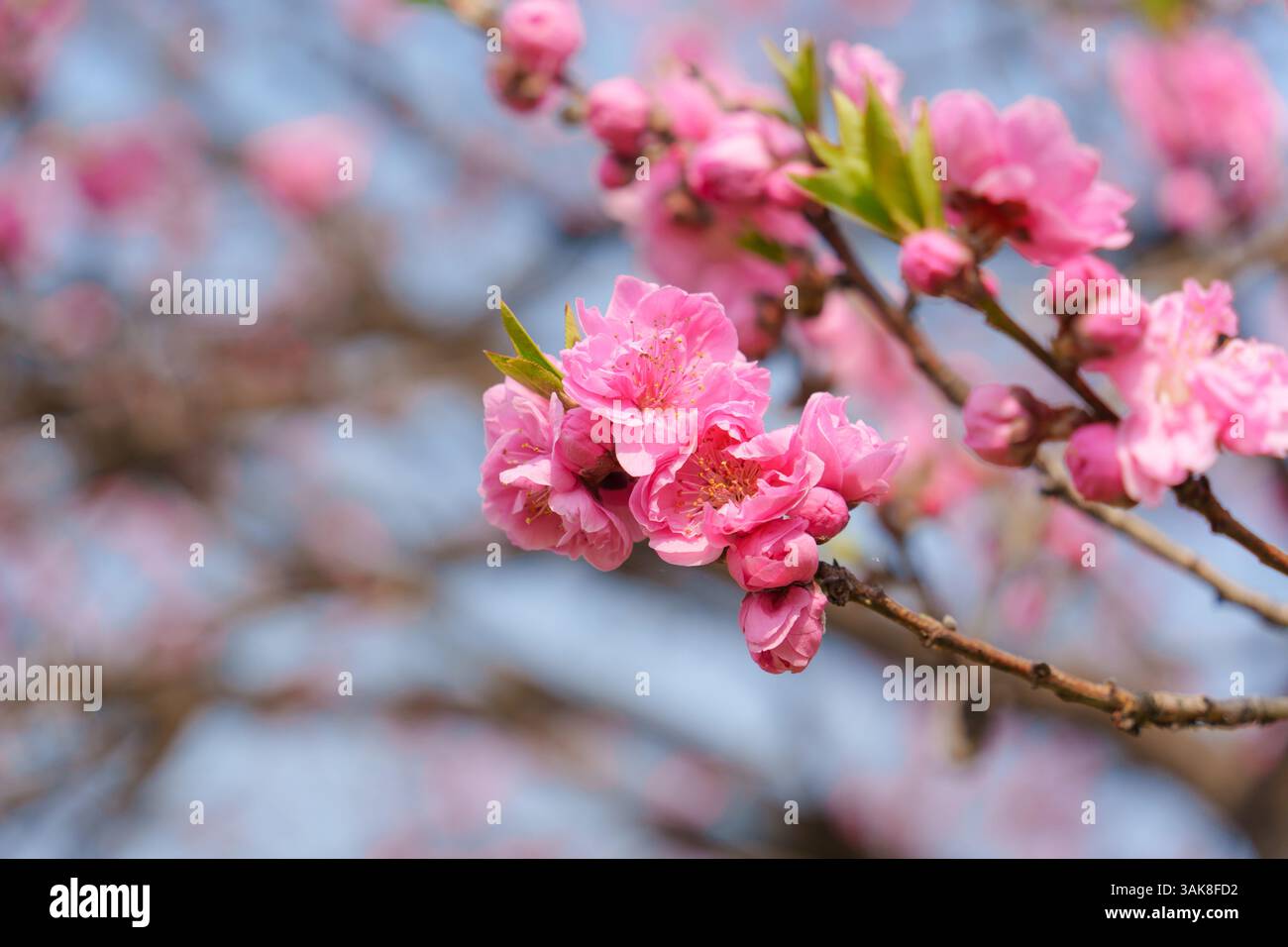 Pink color flower cherry blossom sakura during spring season in Japan ...