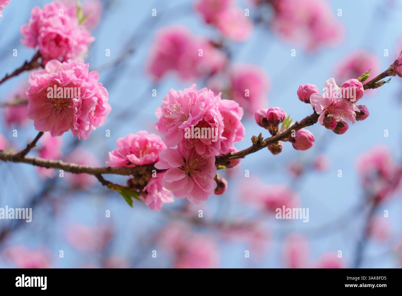 Pink color flower cherry blossom sakura during spring season in Japan ...