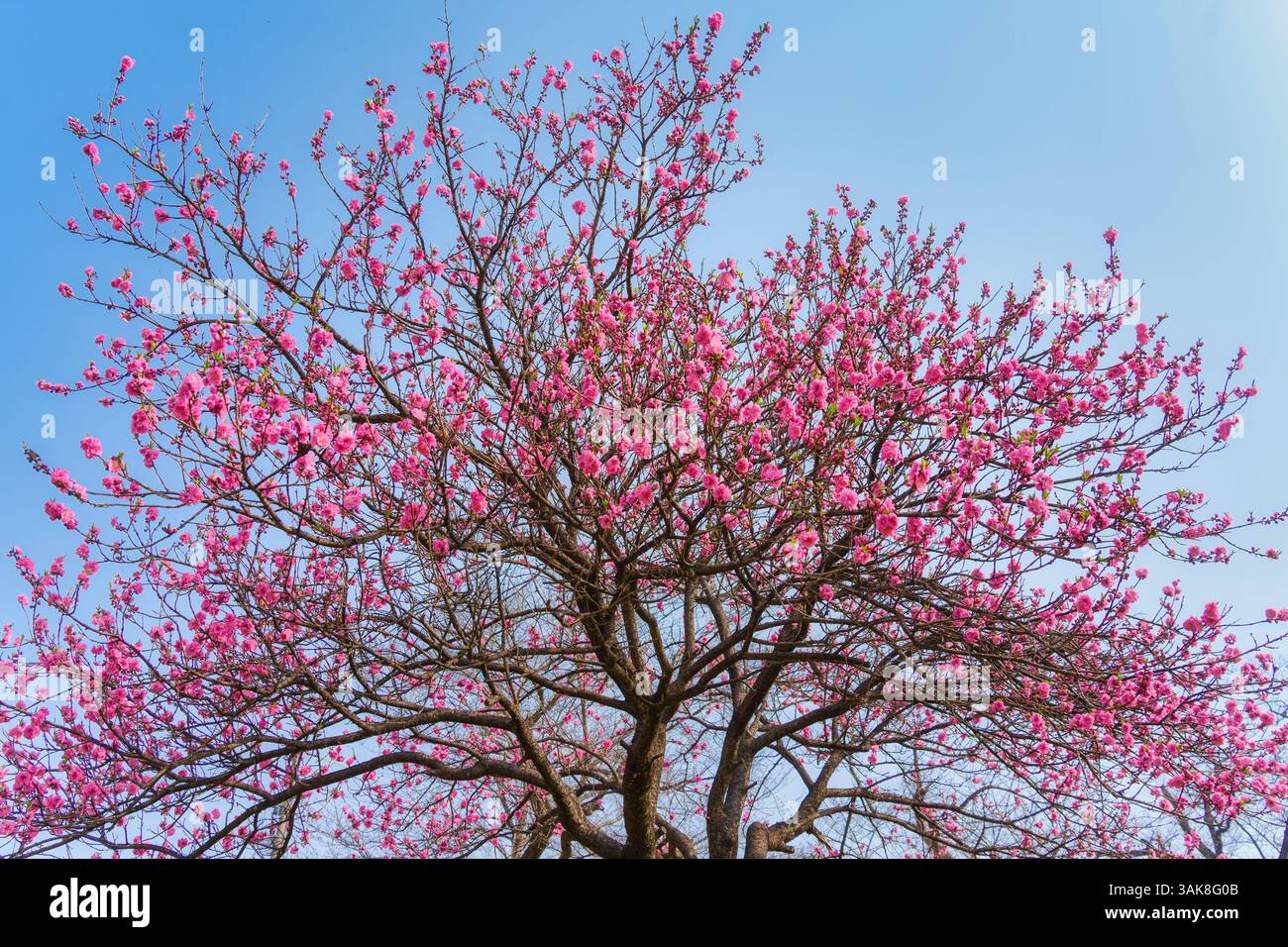 Pink color flower cherry blossom sakura during spring season in Japan ...