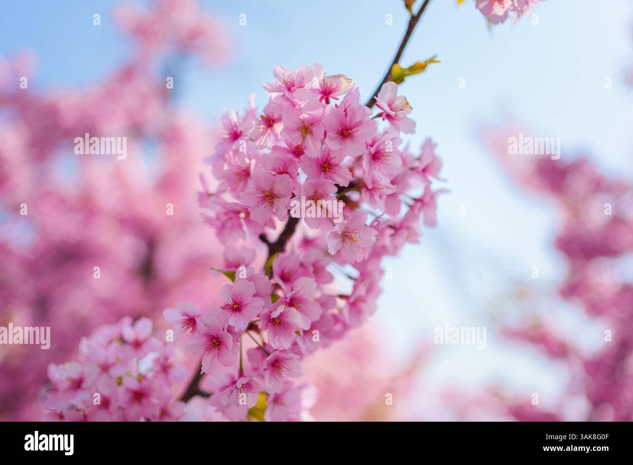 Pink color flower cherry blossom sakura during spring season in Japan ...