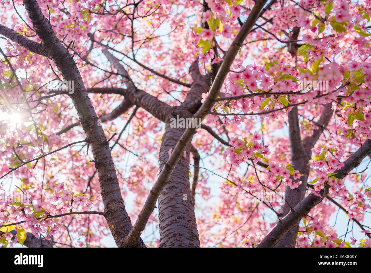 Pink color flower cherry blossom sakura during spring season in Japan ...