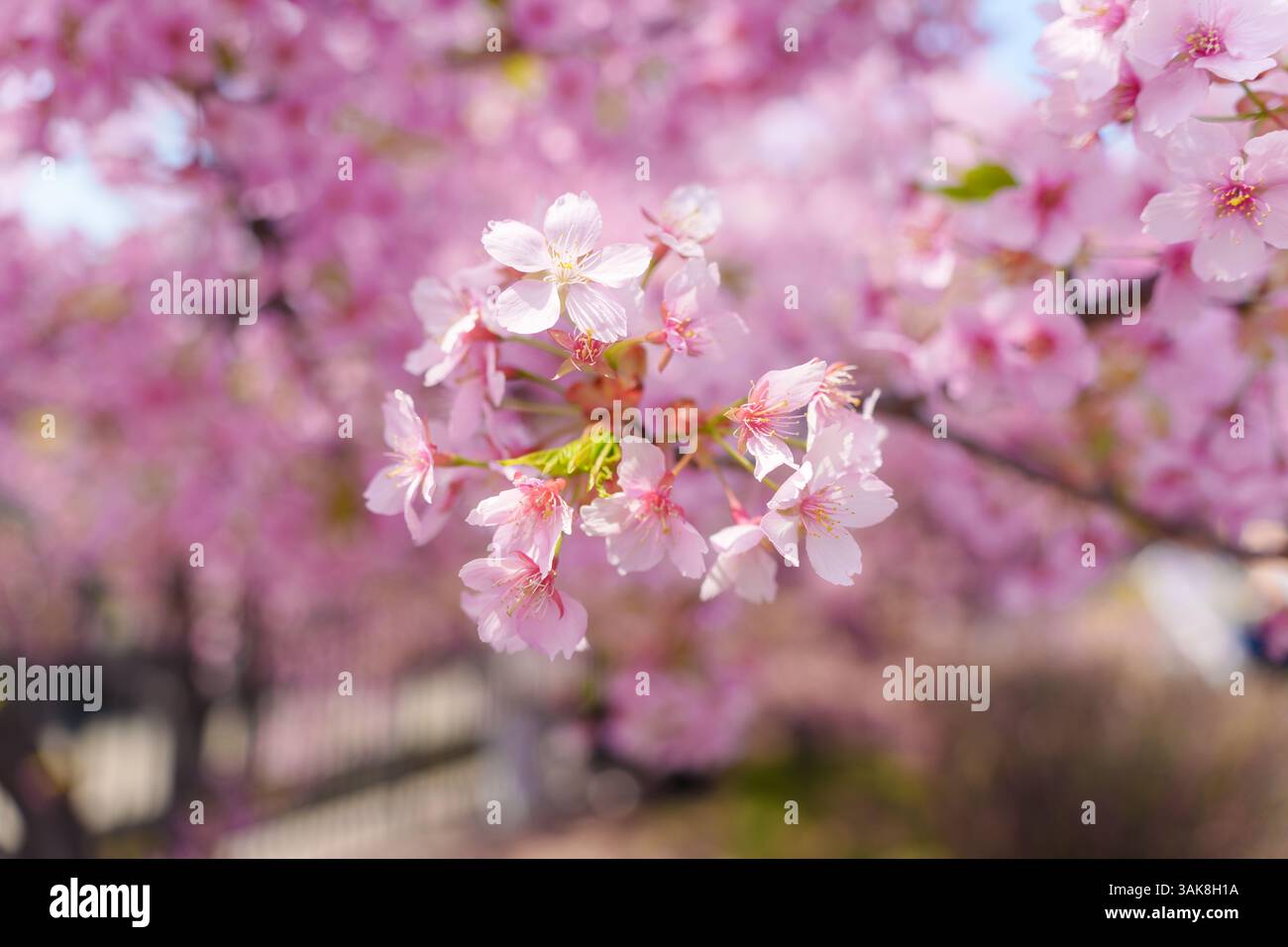Pink color flower cherry blossom sakura during spring season in Japan ...
