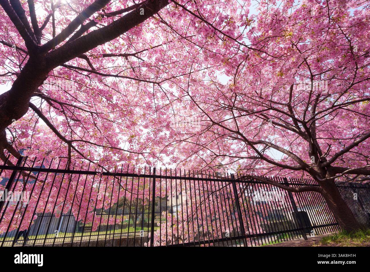 Pink color flower cherry blossom sakura during spring season in Japan ...