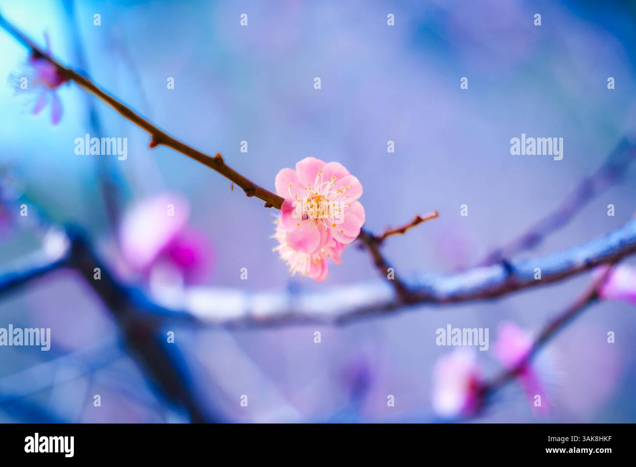 Pink color flower cherry blossom sakura during spring season in Japan ...