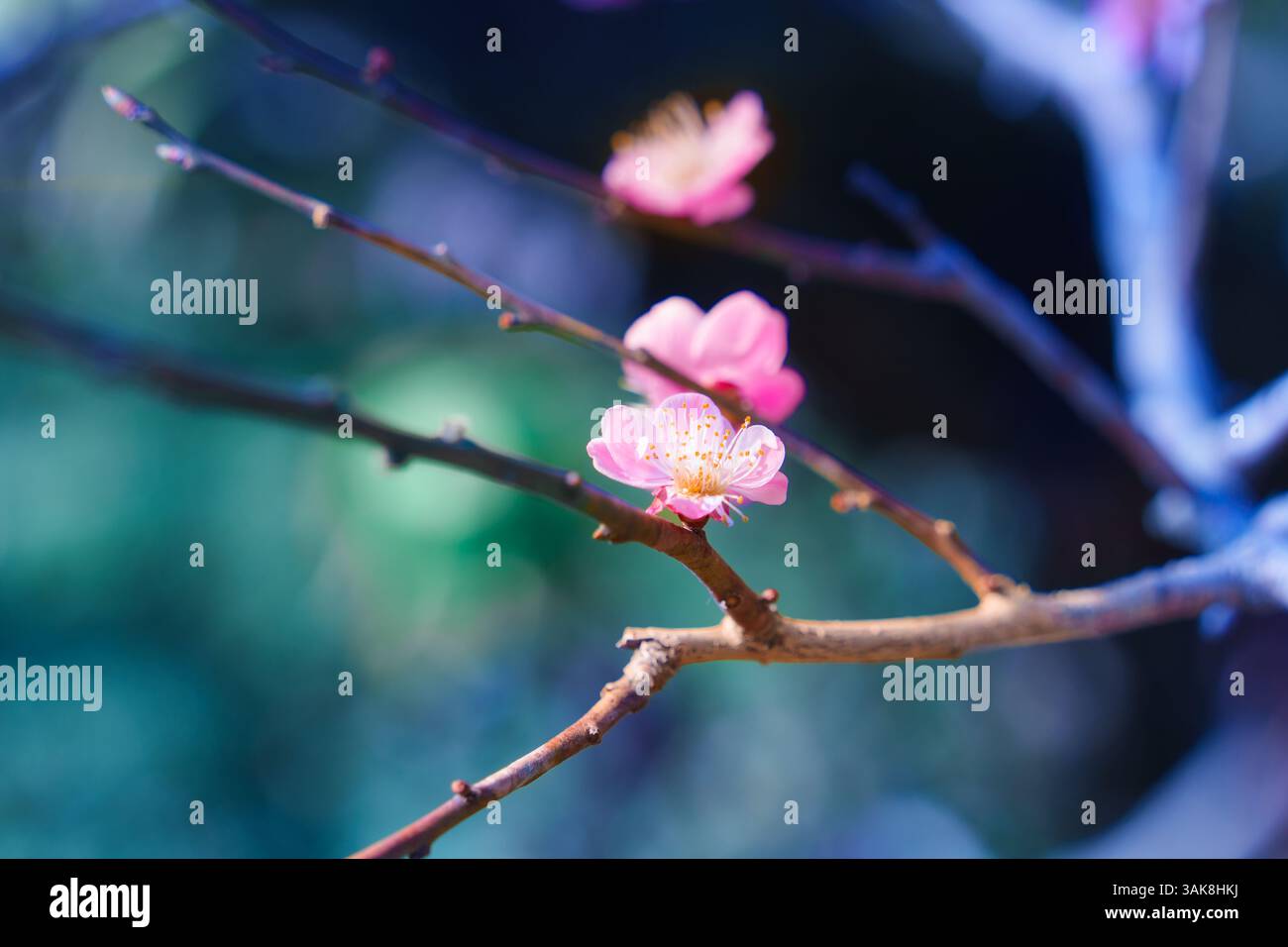Pink color flower cherry blossom sakura during spring season in Japan ...