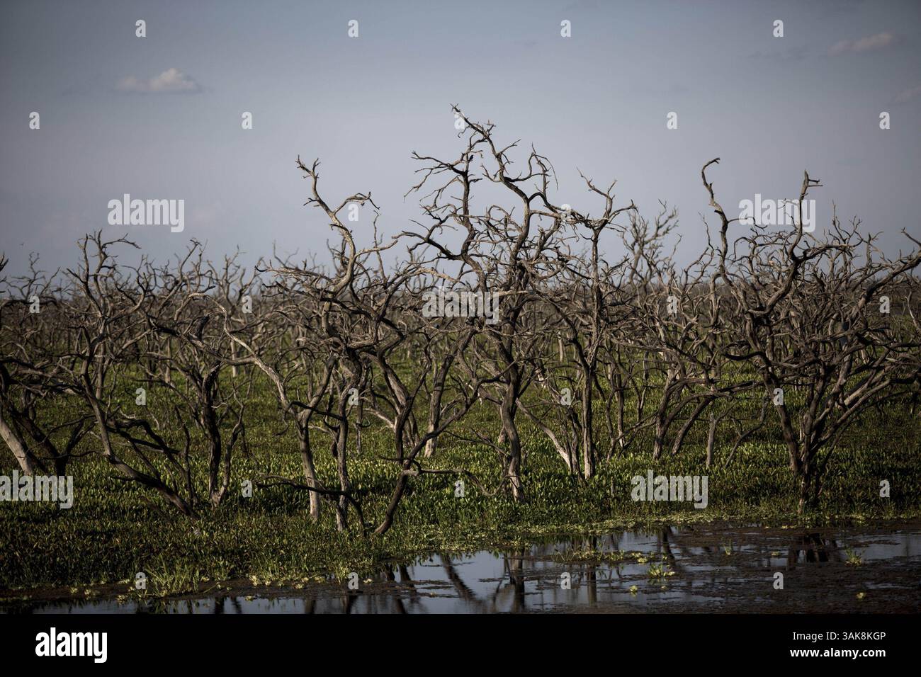 Especies de verano hi-res stock photography and images - Alamy