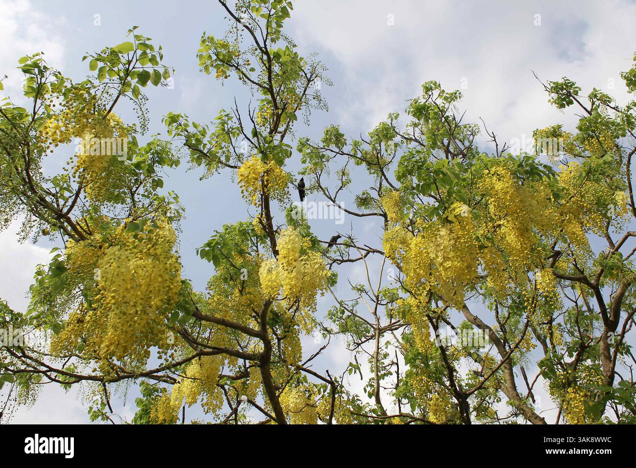 Myanmar plant species hi-res stock photography and images - Alamy