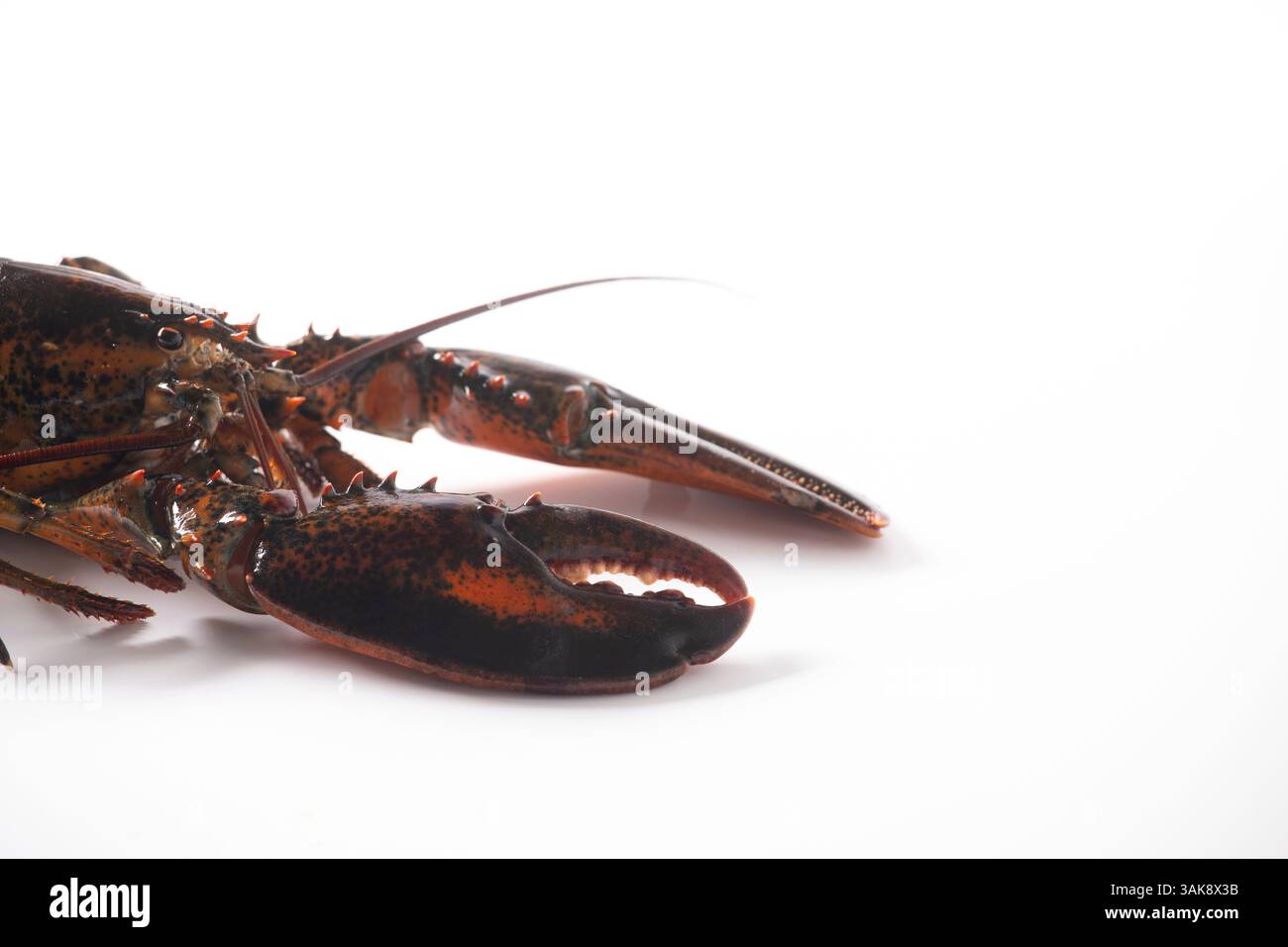 Lobster alive isolated on white Stock Photo