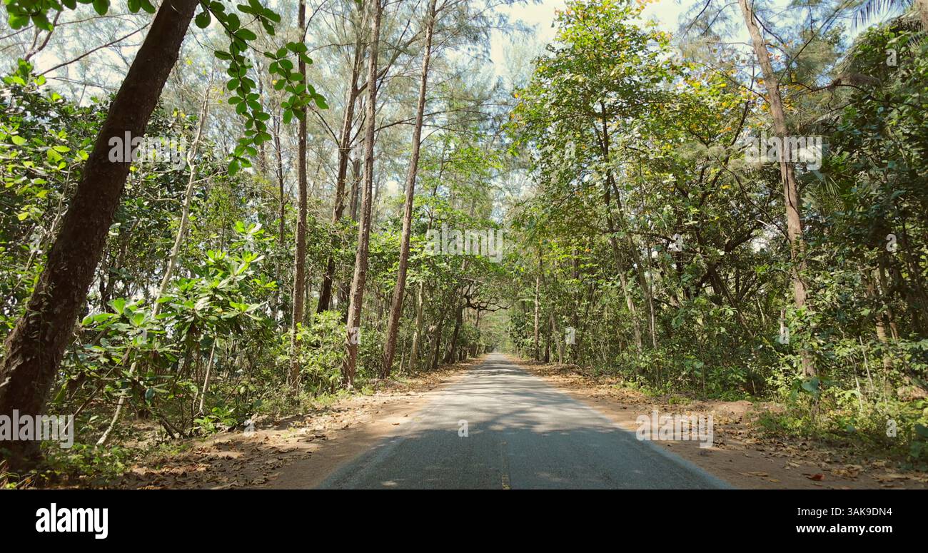 Forest path tall trees sunlight hi-res stock photography and images - Alamy