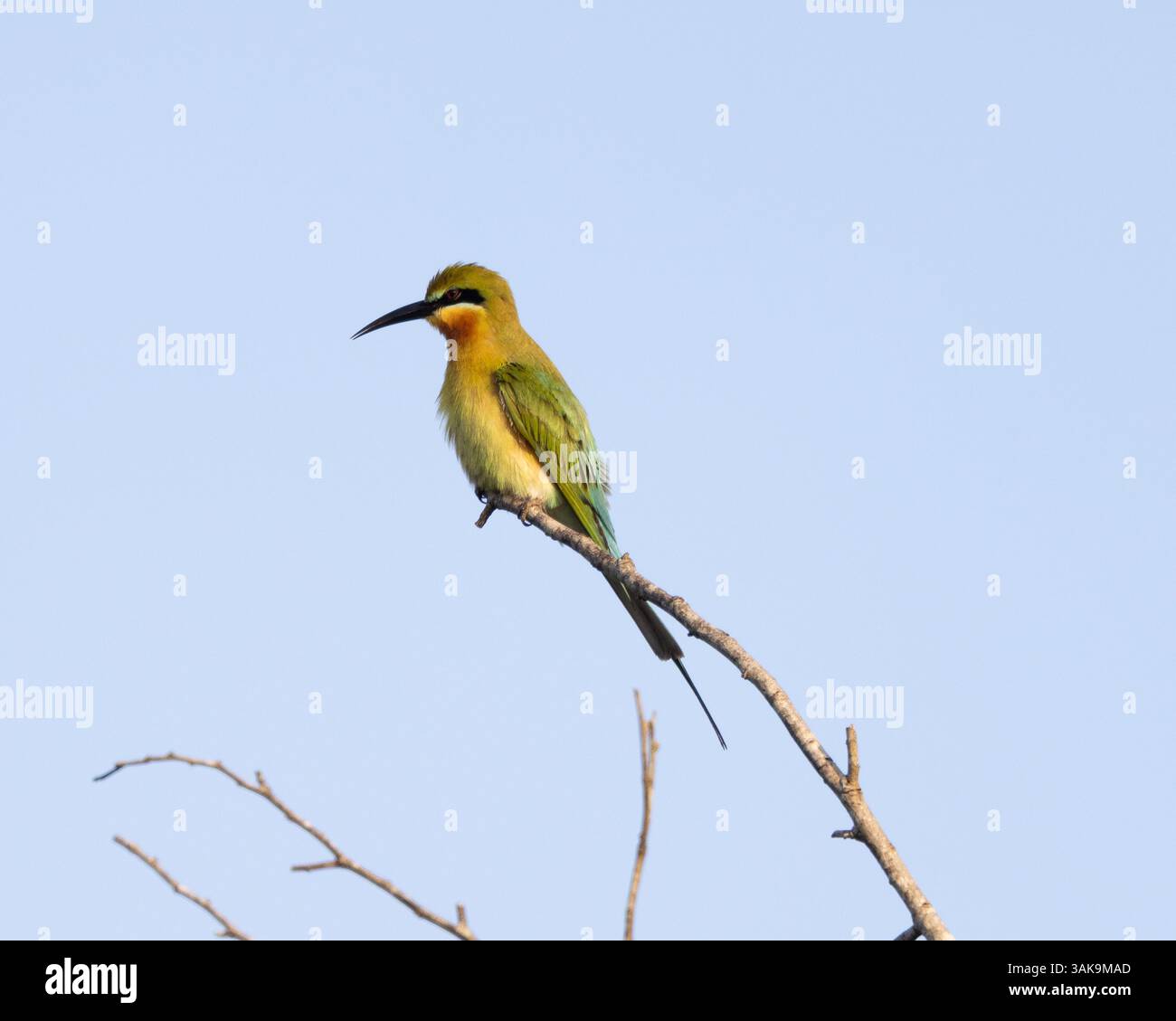 A Blue-tailed bee-eater perched on a tree in Sri Lanka Stock Photo