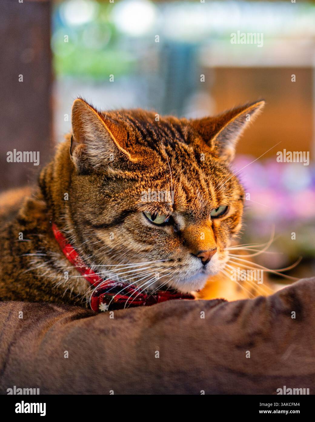 Tiger cat looking sleepy in warm light. Stock Photo