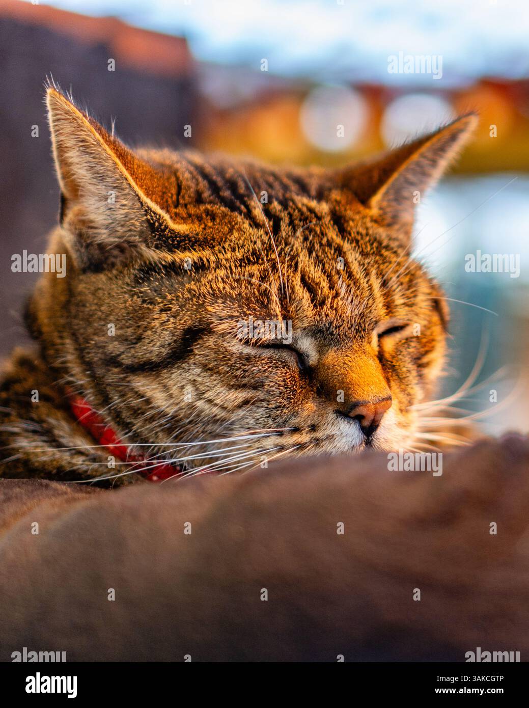 Tiger cat sleeping in warm light. Stock Photo
