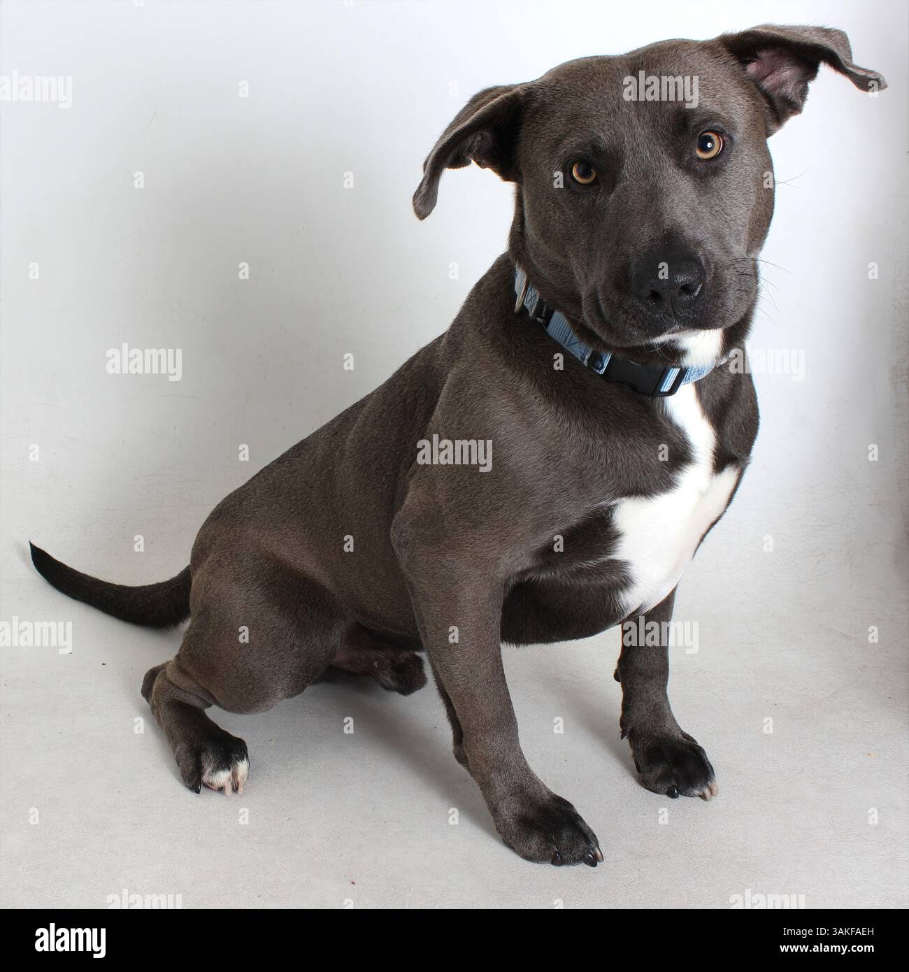 Studio charm: A gray pit bull mix with white markings tilts its head slightly while sitting against a white backdrop Stock Photo