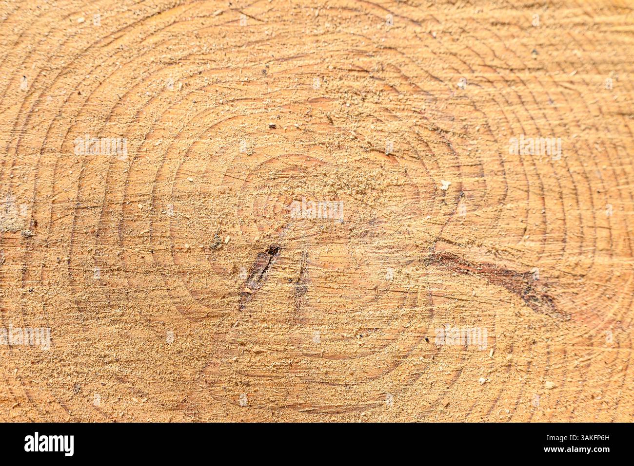 tree stump rings closeup wood texture, tree trunk rings pattern detail ...