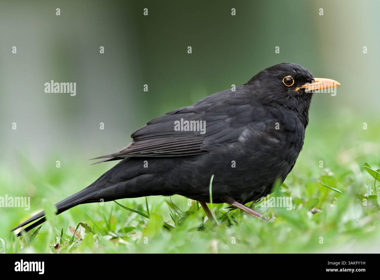 Eurasian blackbird aka the common blackbird or turdus merula male. Close-up portrait in the grass. Stock Photo
