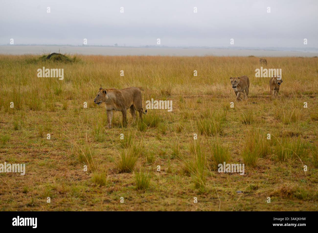 Lionesses from the Rongai Pride walking across the savannah, Masai Mara Reserve, Kenya Stock Photo