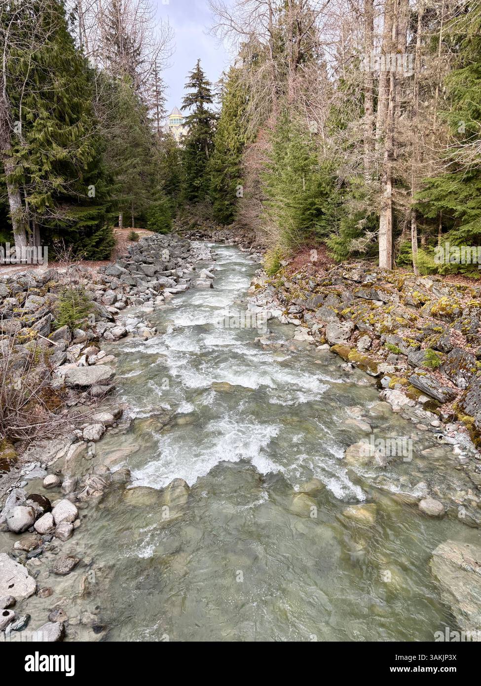 Mountain Stream Flowing Through Forested Area - Smartphone Captured Stock Image