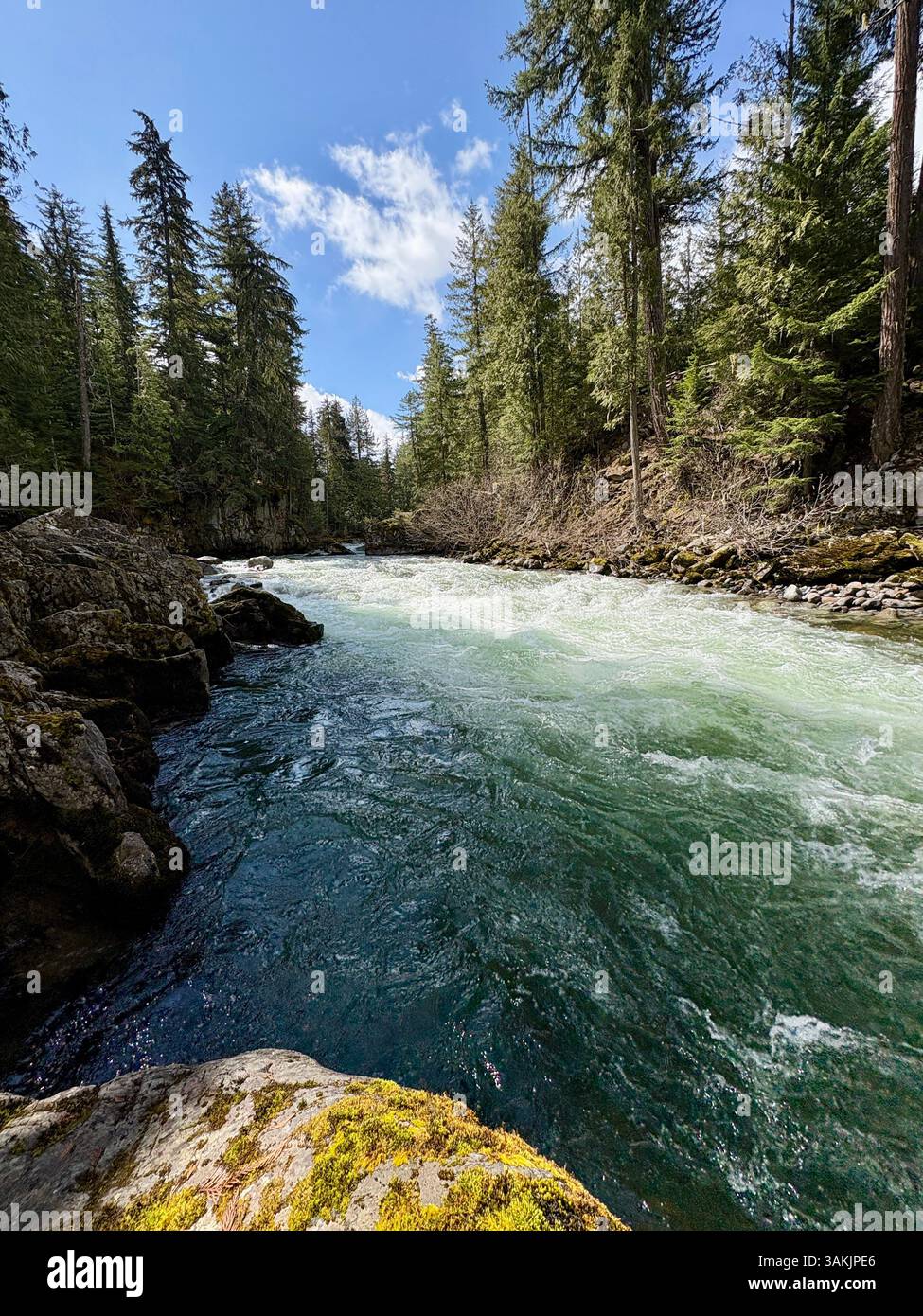 Clear River Flowing Through Evergreen Forest - Smartphone Captured Stock Image