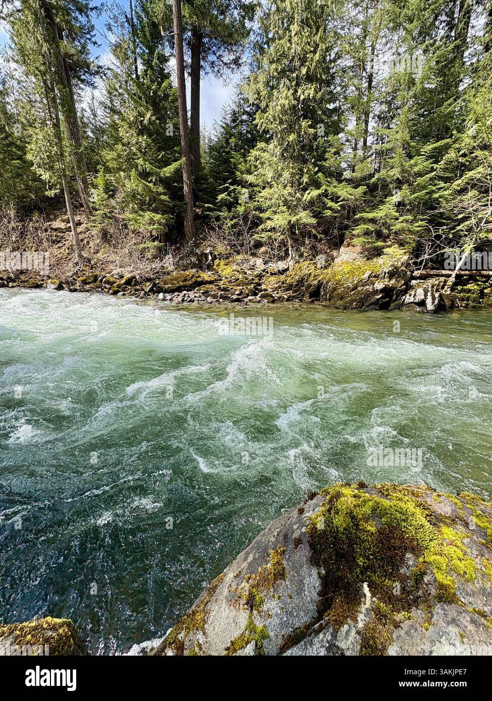 River Current Flowing Past Moss-Covered Rock - Smartphone Captured Stock Image
