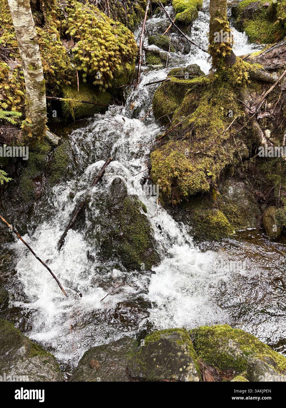 Small Forest Stream Cascading Over Mossy Rocks - Smartphone Captured Stock Image