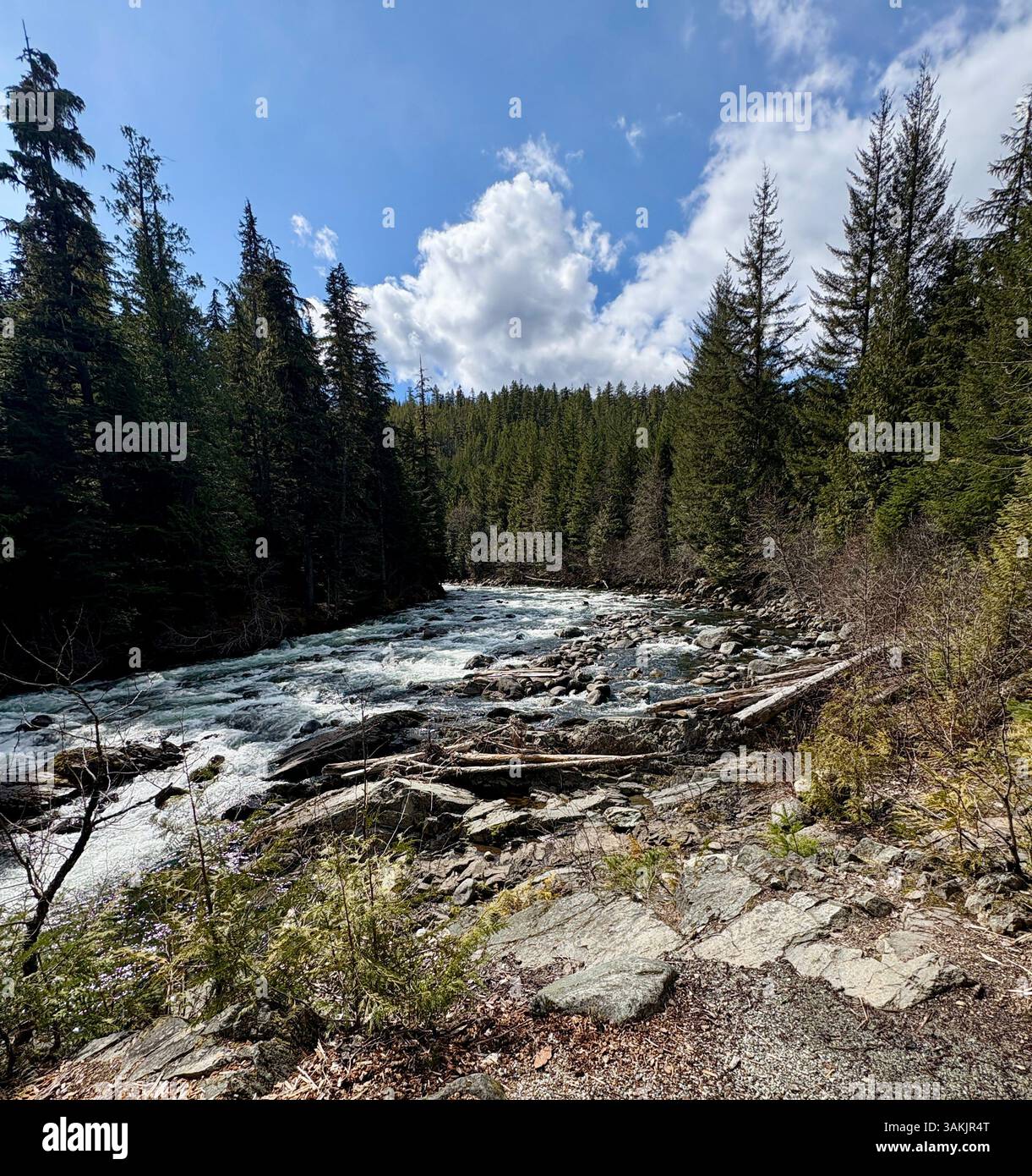 Rocky Riverbank Beside Fast-Flowing Forest Stream - Smartphone Captured Stock Image