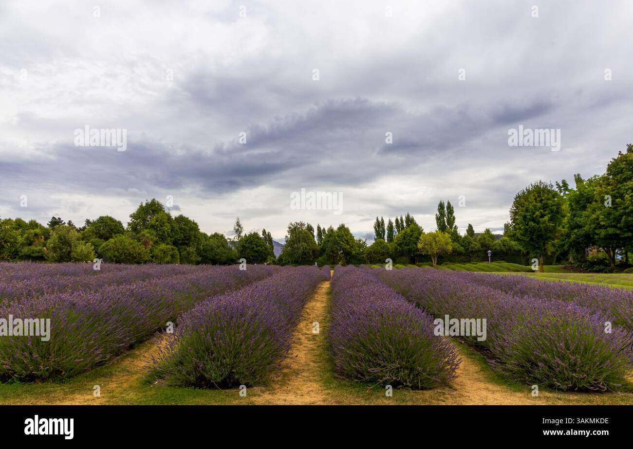 Beautiful lavender fields in South Island, New Zealand Stock Photo - Alamy