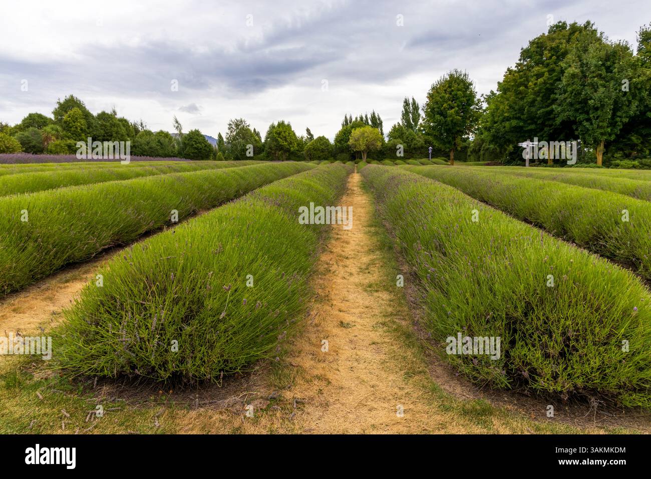 Beautiful lavender fields in South Island, New Zealand Stock Photo - Alamy
