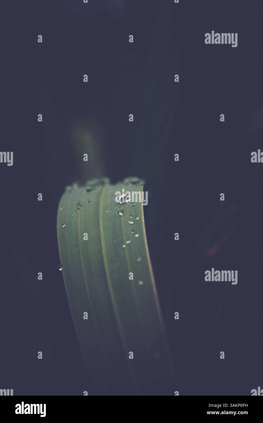 Wet green grass raindrops hi-res stock photography and images - Alamy