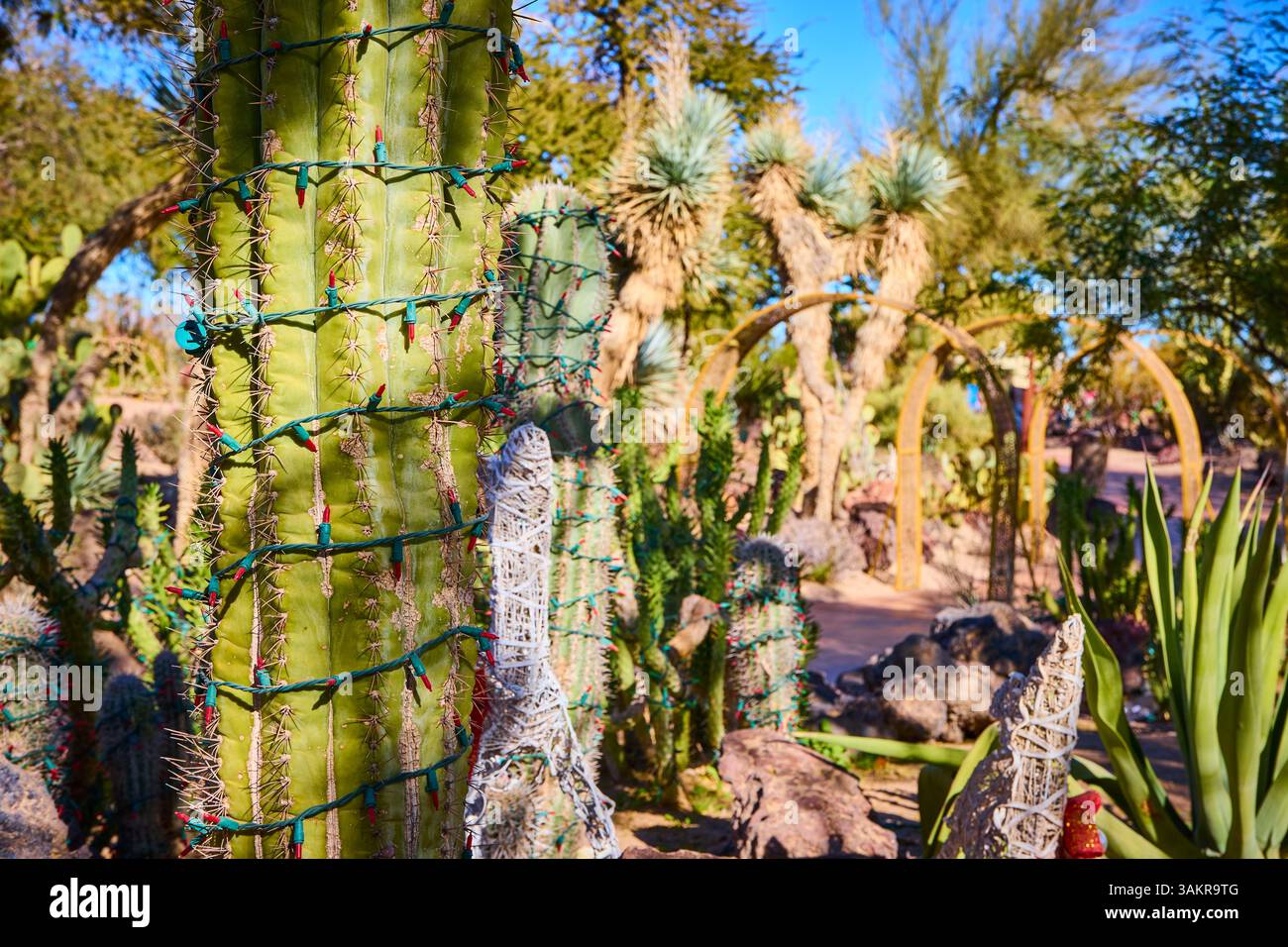 Cactus garden las vegas hi-res stock photography and images - Alamy