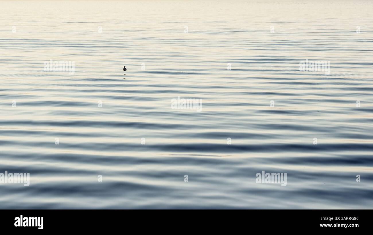 Soft ripples spread across a calm lake at dawn with a tiny floating object in the distance under gentle light and a pale, minimal sky. Stock Photo