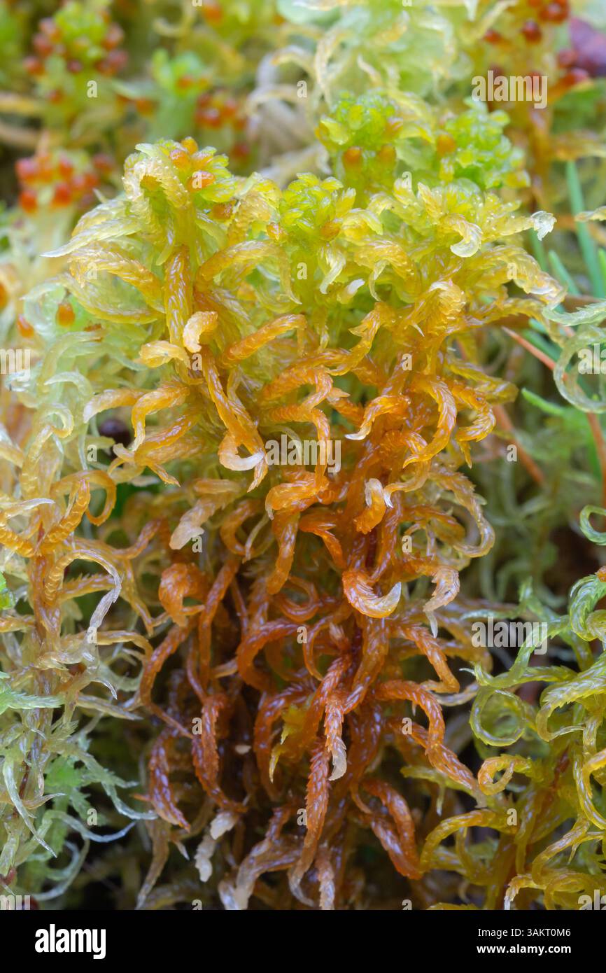 Contorted sphagnum hi-res stock photography and images - Alamy