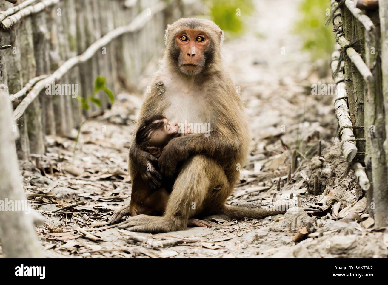Asian primate habitat hi-res stock photography and images - Alamy