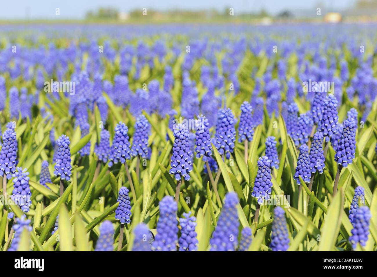A field filled with blue grape hyacinths Stock Photo - Alamy