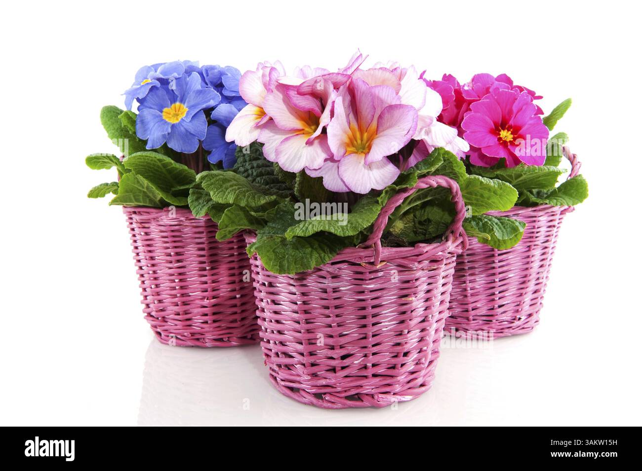 Primulas with different colors in pink baskets Stock Photo