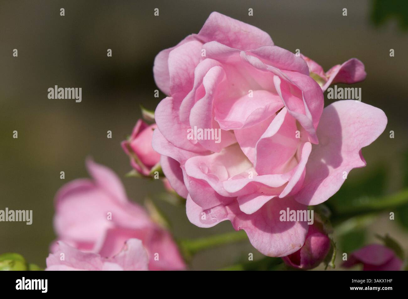 Pink Roses Outside Pink rose outdoor in nature Stock Photo - Alamy